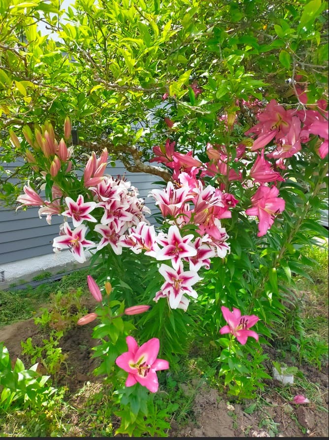 Community Driving Mentor Logo