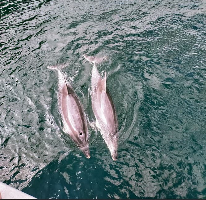 Patient Rights in New Zealand